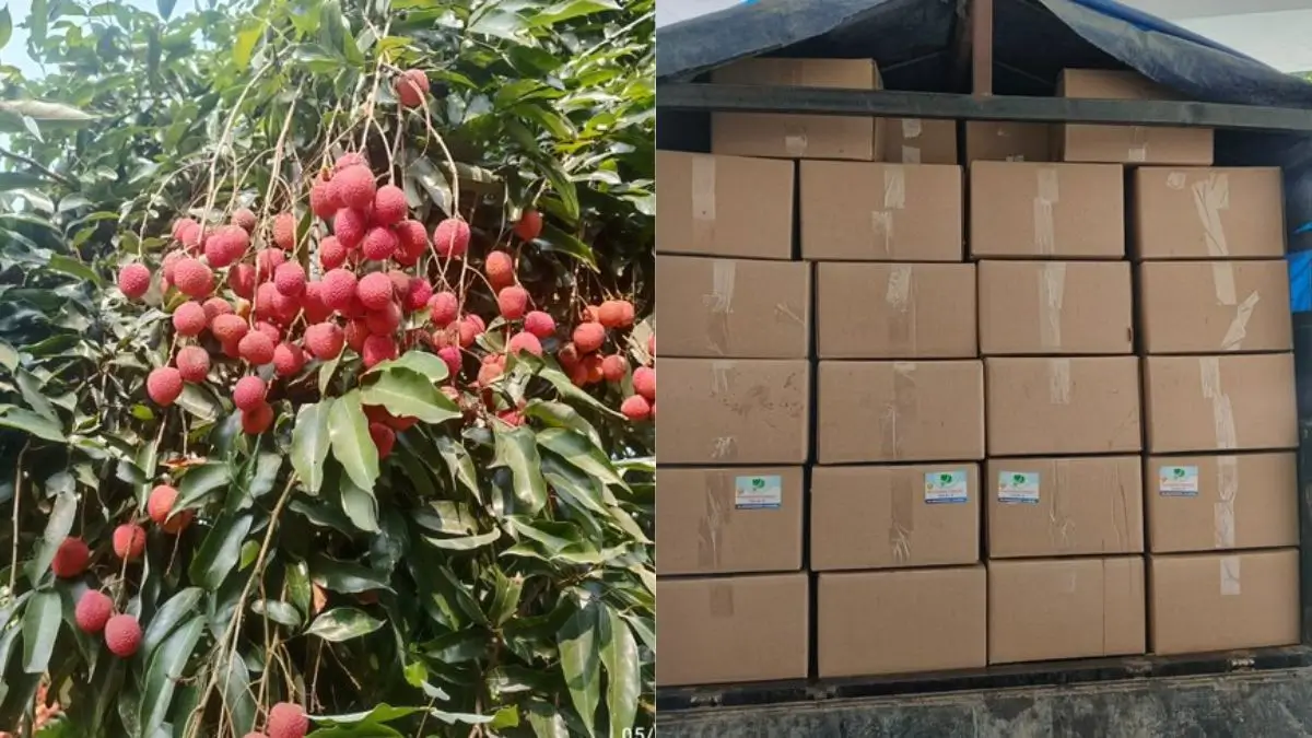 APEDA Facilitates First Export of GI-Tagged Tezpur Litchi from Assam to Dubai thumbnail