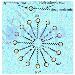 Which Part Of The Soap Molecule Is Hydrophobic