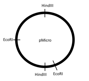 Ecoric Partial double digestion of the DNA shown below with EcoRI, and XhoI ...