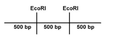 Ecoric Partial double digestion of the DNA shown below with EcoRI, and XhoI ...