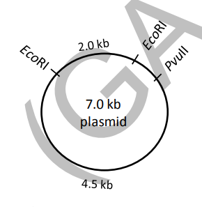 Ecoric A 7 kb DNA molecule of a specific sequence has two EcoRI and one PvuII ...