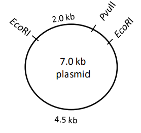 Ecoric A 7 kb DNA molecule of a specific sequence has two EcoRI and one PvuII ...