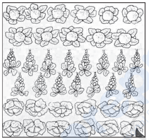 Suitable Cropping Pattern Examples Identify the cropping pattern in the given picture.