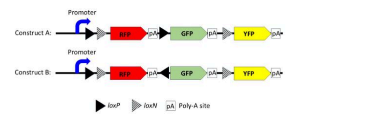 A polymerase chain reaction (PCR) with all necessa
